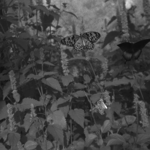 Download butterflies1-5
