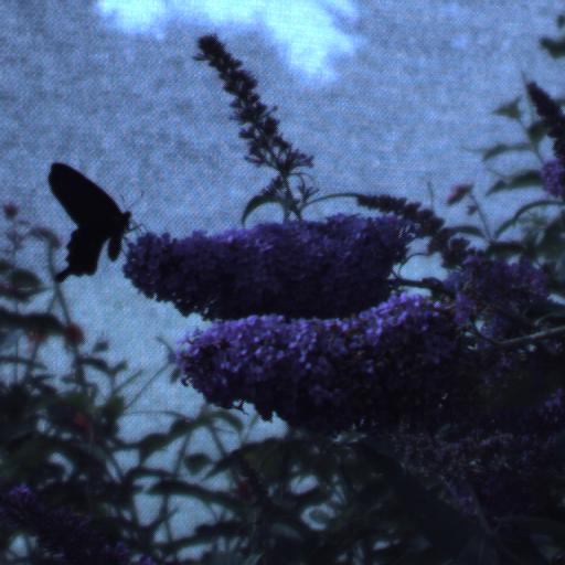 Download butterflies14-1