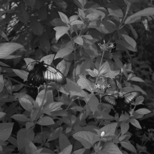 Download butterflies3-1