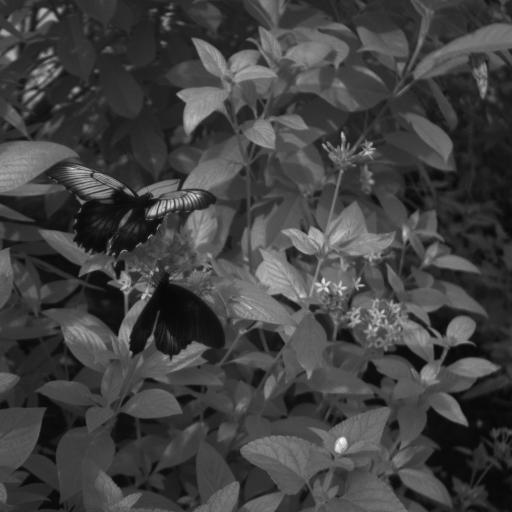 Download butterflies3-2