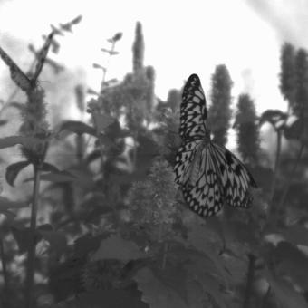 Download butterflies8-1