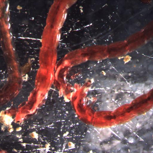 Download chironomus3-1